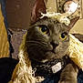 cat, gray_cat, yellow_eyes, yarn, close_up, indoor, pet, whiskers, fur, animal, cute, domestic_cat, portrait, cozy, feline, curious, playful, soft_lighting, knitted, texture