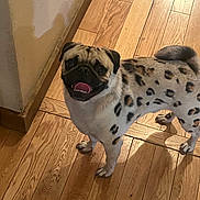 Loki is registered to the contest to win money with this photo: animal, canine, cute, dog, domestic_animal, floor, friendly, happy, indoor, leopard_print, looking_up, pet, pug, small_dog, smiling, spotted, standing, tongue_out, unique_fur, wooden_floor