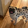 animal, canine, cute, dog, domestic_animal, floor, friendly, happy, indoor, leopard_print, looking_up, pet, pug, small_dog, smiling, spotted, standing, tongue_out, unique_fur, wooden_floor