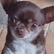 Shoko a rejoint le concours — aidez-le/la à gagner de superbes lots ! brown_fur, chihuahua, close_up, companion, curious, dog, domestic_animal, ears, eyes, fur, indoor, looking_up, mammal, nose, pet, portrait, small_dog, tile_floor, whiskers, white_chest