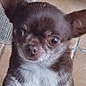 brown_fur, chihuahua, close_up, companion, curious, dog, domestic_animal, ears, eyes, fur, indoor, looking_up, mammal, nose, pet, portrait, small_dog, tile_floor, whiskers, white_chest