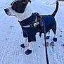 Bandit joined the competition — help win amazing prizes! dog, black_and_white, sweater, booties, leash, snow, winter, outdoor, street, cold, pet, animal, canine, walking, clothing, residential_area, trees, daytime, quiet, frozen