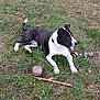 Bandit joined the competition — help win amazing prizes! dog, black_and_white, grass, outdoor, animal, pet, tongue_out, stick, play, resting, canine, nature, collar, muzzle, white_paws, happy, field, fur, laying_down, daytime