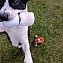 dog, black_and_white, grass, toy, skateboard_wheel, outdoor, playful, pet, animal, paw, mouth, fur, canine, active, close_up, nature, daylight, grass_field, chewing, fun