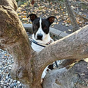 Bandit Harris is registered to the contest to win money with this photo: animal, autumn_leaves, black_and_white, branches, canine, curious, daylight, dog, ground, leaves, nature, outdoor, park, paw, pebbles, pet, playful, tree, trunk, watchful