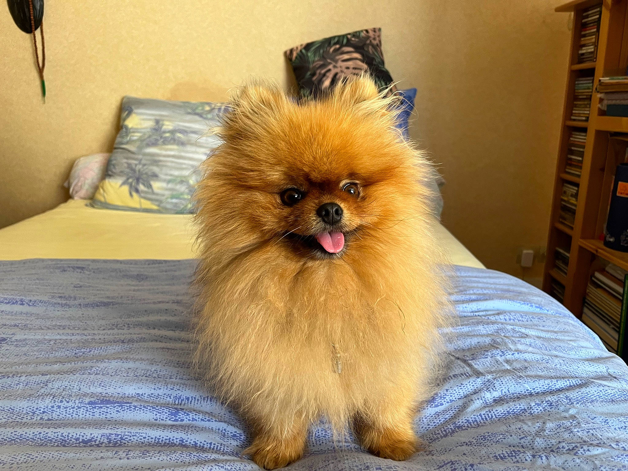 Ramses a rejoint le concours — aidez-le/la à gagner de superbes lots ! canidae, carnivore, companion_dog, dog, dog_breed, fawn, flooring, fur, german_spitz, german_spitz_klein, hardwood, liver, snout, spitz, sporting_group, toy_dog, wall_plate, whiskers, wood, working_animal