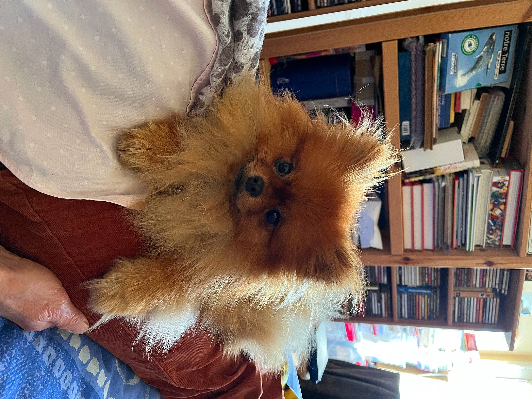 Ramses a rejoint le concours — aidez-le/la à gagner de superbes lots ! book, bookcase, canidae, carnivore, companion_dog, dog, dog_breed, fawn, fur, german_spitz, german_spitz_klein, german_spitz_mittel, publication, shelf, shelving, snout, spitz, toy_dog, whiskers, working_animal