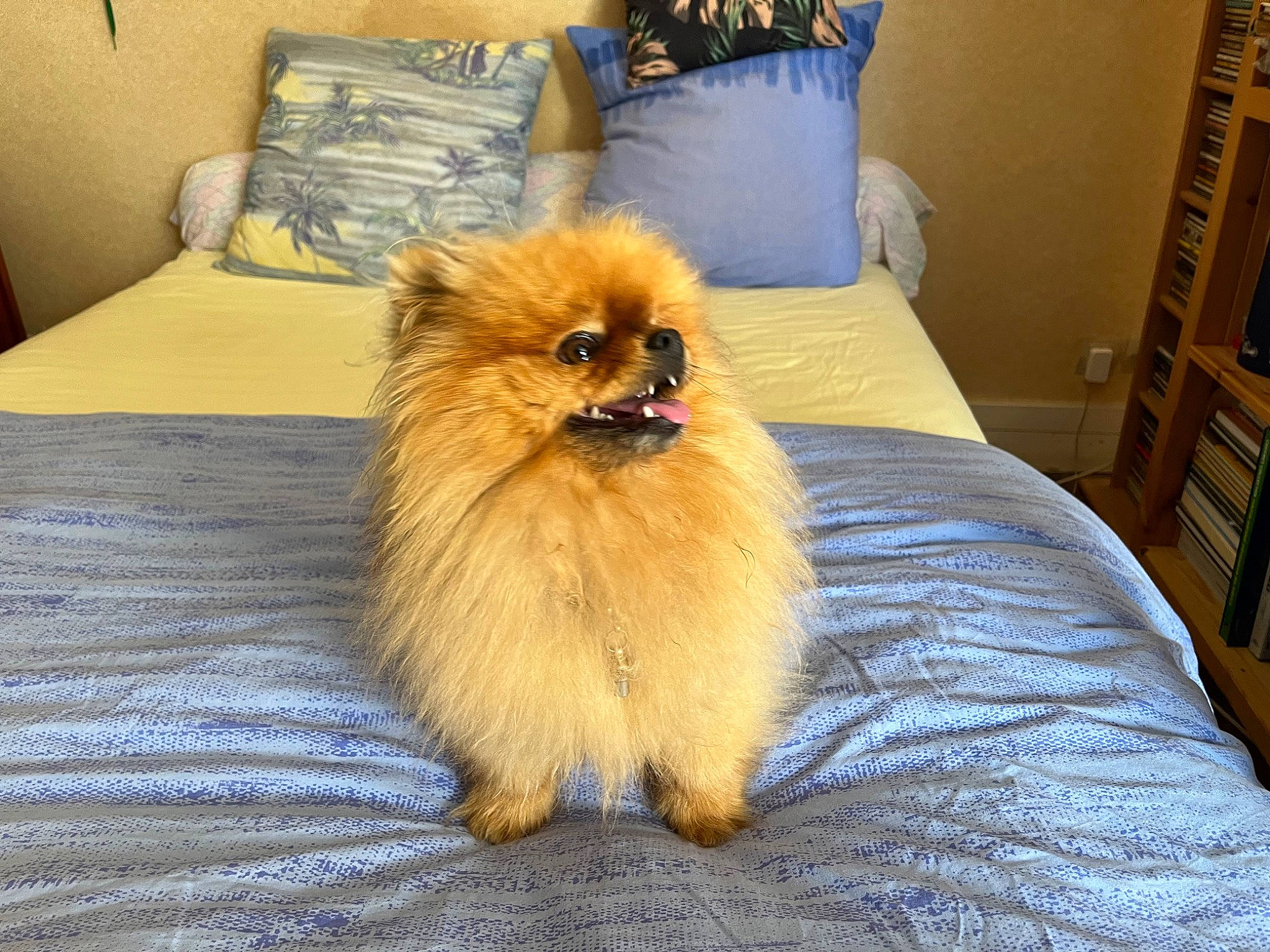 Ramses participe au concours pour gagner de l'argent avec cette photo : canidae, carnivore, comfort, companion_dog, dog, dog_breed, fawn, fur, furniture, german_spitz, german_spitz_klein, hardwood, liver, pillow, spitz, sporting_group, toy_dog, whiskers, wood, working_animal