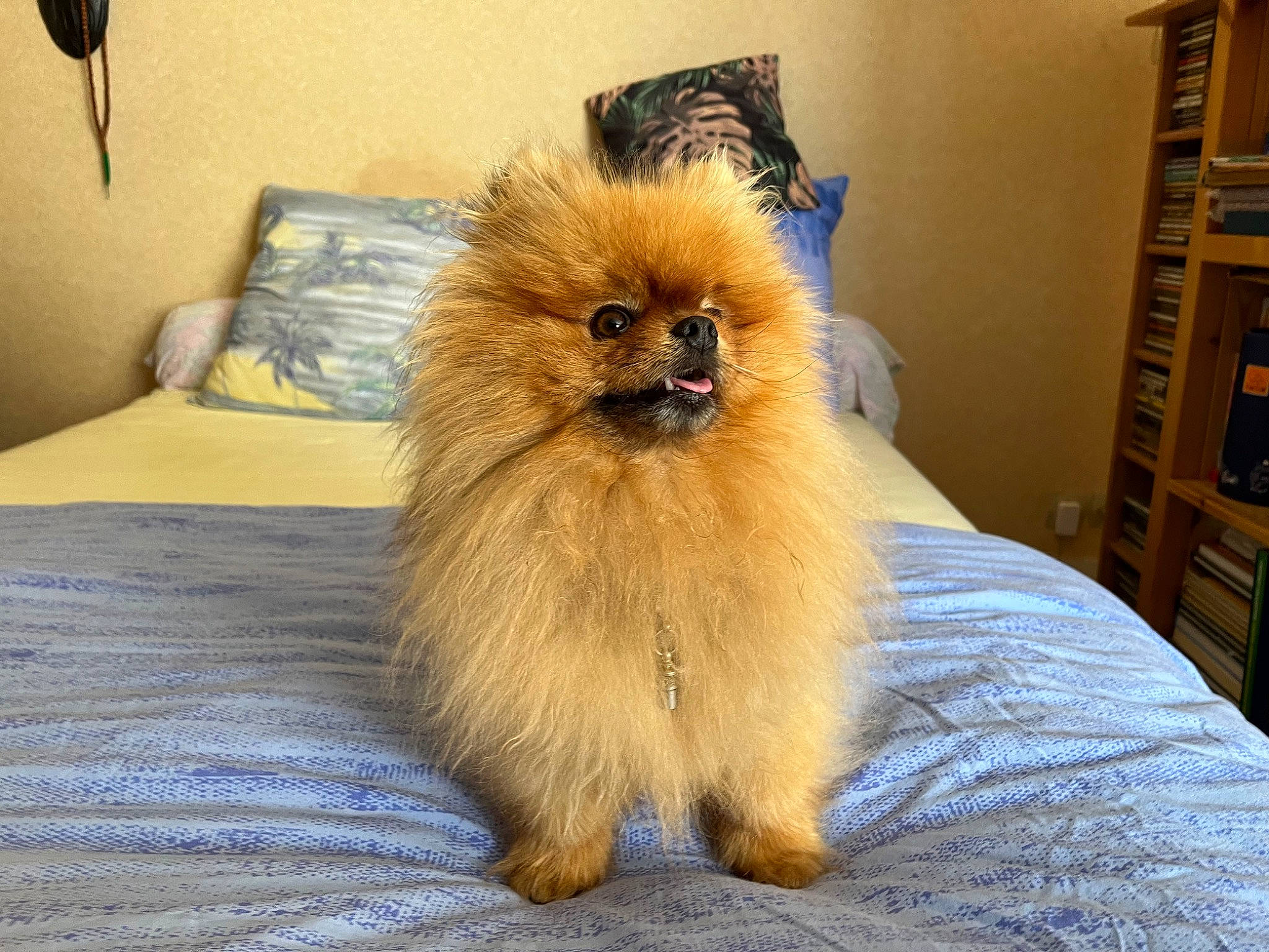 Ramses participe au concours pour gagner de l'argent avec cette photo : cabinetry, canidae, carnivore, companion_dog, dog_breed, drawer, fashion_accessory, fawn, felidae, fur, german_spitz, hardwood, liver, room, shelf, spitz, terrestrial_animal, toy_dog, whiskers, wood