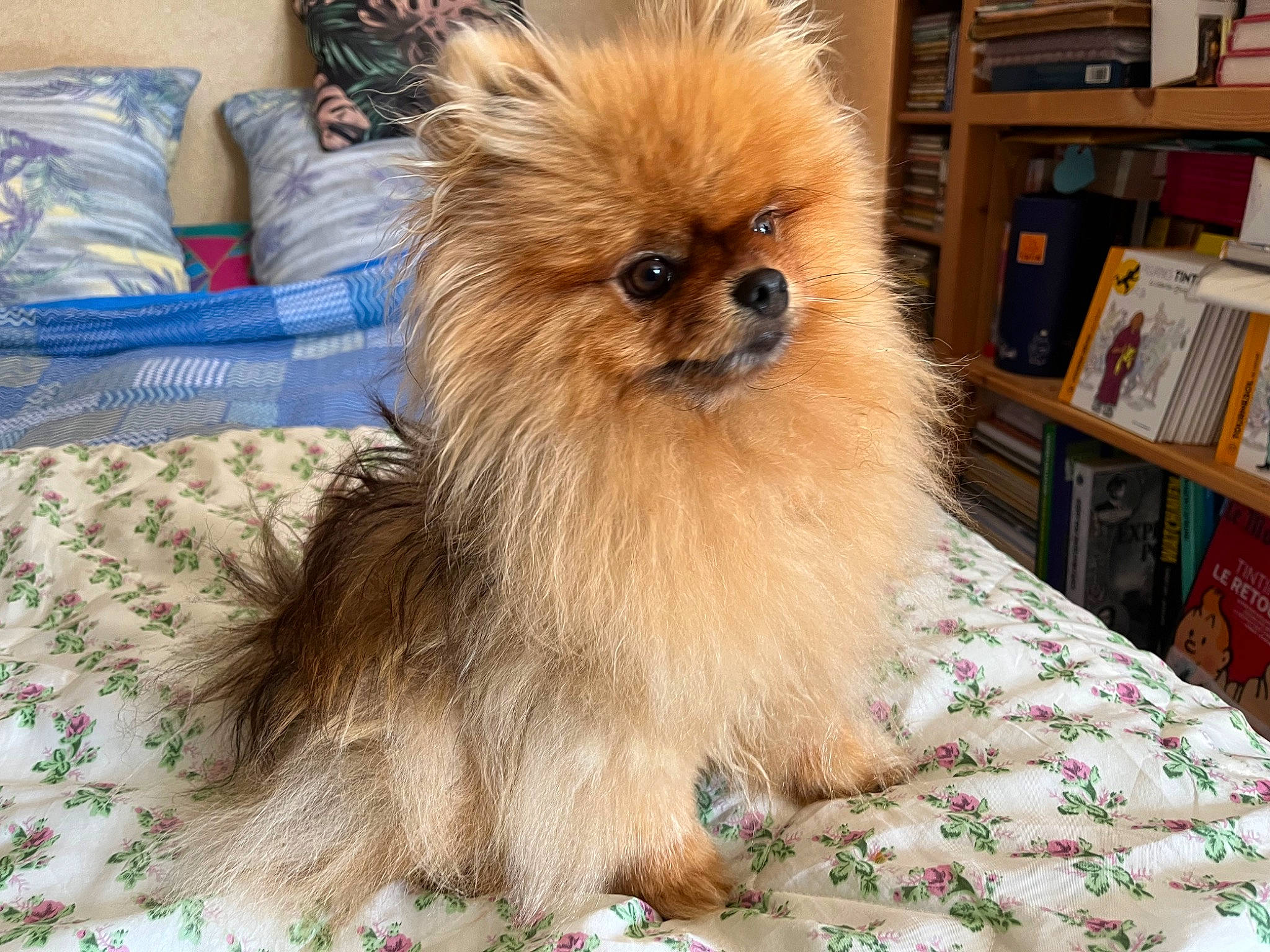 Ramses participe au concours pour gagner de l'argent avec cette photo : bookcase, canidae, carnivore, companion_dog, dog, dog_breed, fawn, fur, german_spitz, german_spitz_klein, liver, publication, shelf, shelving, snout, spitz, sporting_group, toy_dog, whiskers, working_animal