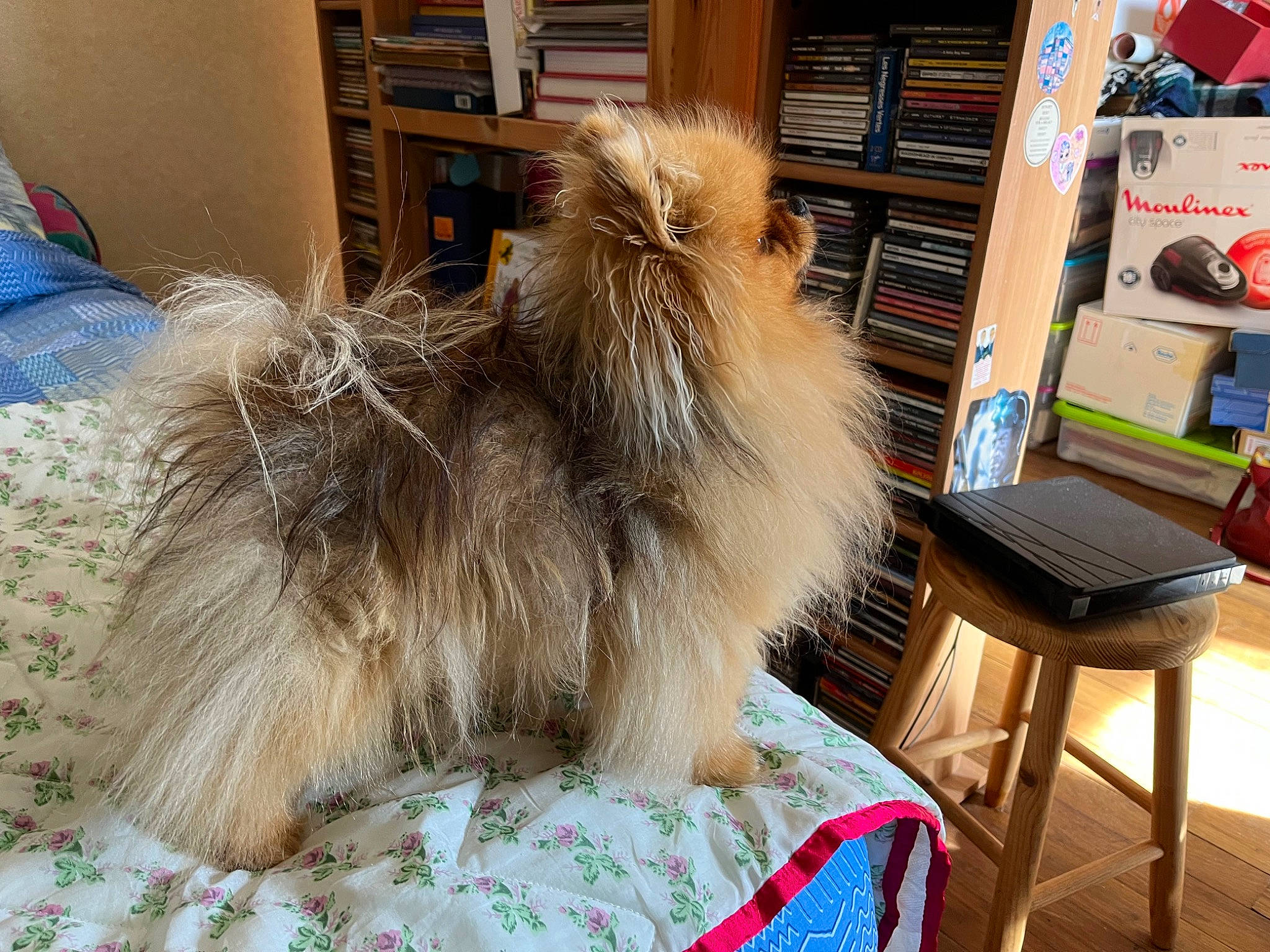 Ramses a rejoint le concours — aidez-le/la à gagner de superbes lots ! bookcase, canidae, companion_dog, dog_breed, fashion_accessory, fawn, feather, felidae, flooring, fur, liver, natural_material, picture_frame, shelf, shelving, sporting_group, table, whiskers, wing, wood