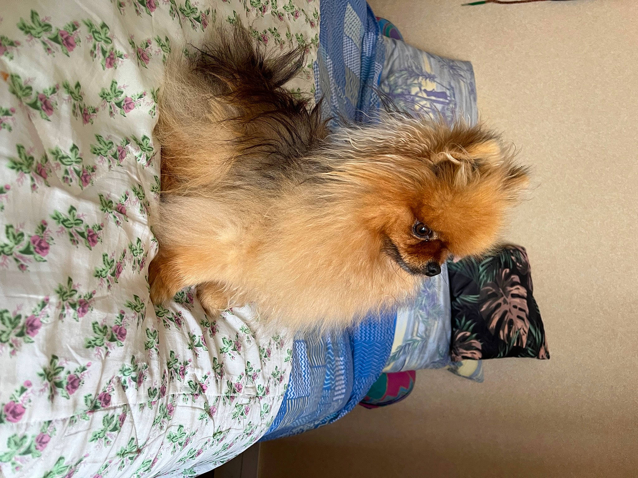 Ramses participe au concours pour gagner de l'argent avec cette photo : canidae, claw, companion_dog, dog_breed, fawn, felidae, fur, german_spitz, liver, paw, puppy, small_to_medium_sized_cats, snout, sporting_group, tail, terrestrial_animal, toy_dog, whiskers, wildlife