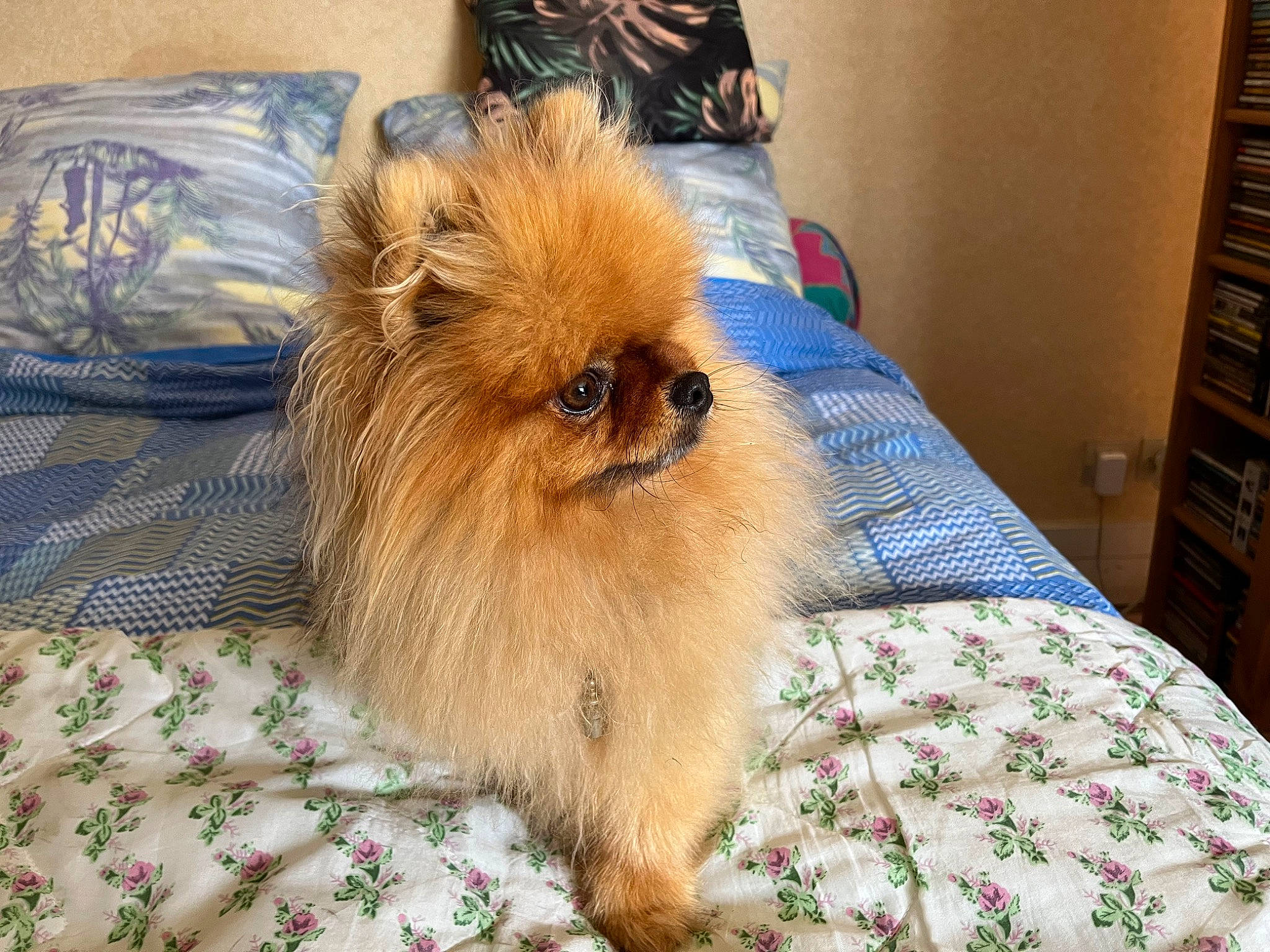 Ramses a rejoint le concours — aidez-le/la à gagner de superbes lots ! cabinetry, carnivore, comfort, companion_dog, corgi_chihuahua, dog, dog_breed, dog_supply, fur, german_spitz, liver, maltepoo, puppy, shelf, shih_tzu, spitz, terrestrial_animal, toy_dog, whiskers, working_animal