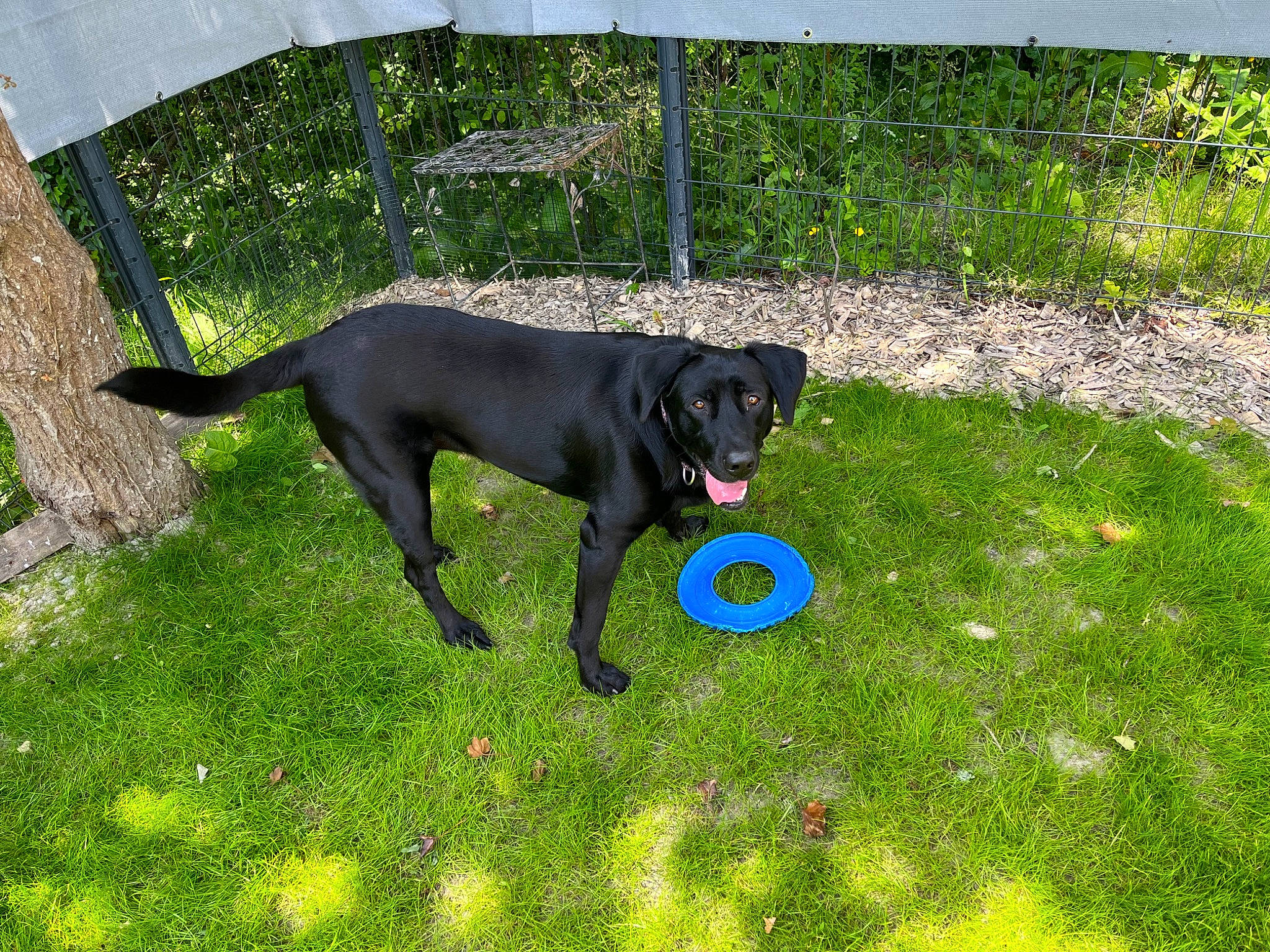 Raven a rejoint le concours — aidez-le/la à gagner de superbes lots ! canidae, carnivore, collar, companion_dog, dog, dog_breed, dog_collar, dog_supply, grass, grassland, guard_dog, gun_dog, pasture, plant, sporting_group, tail, toy, working_animal, working_dog, yard