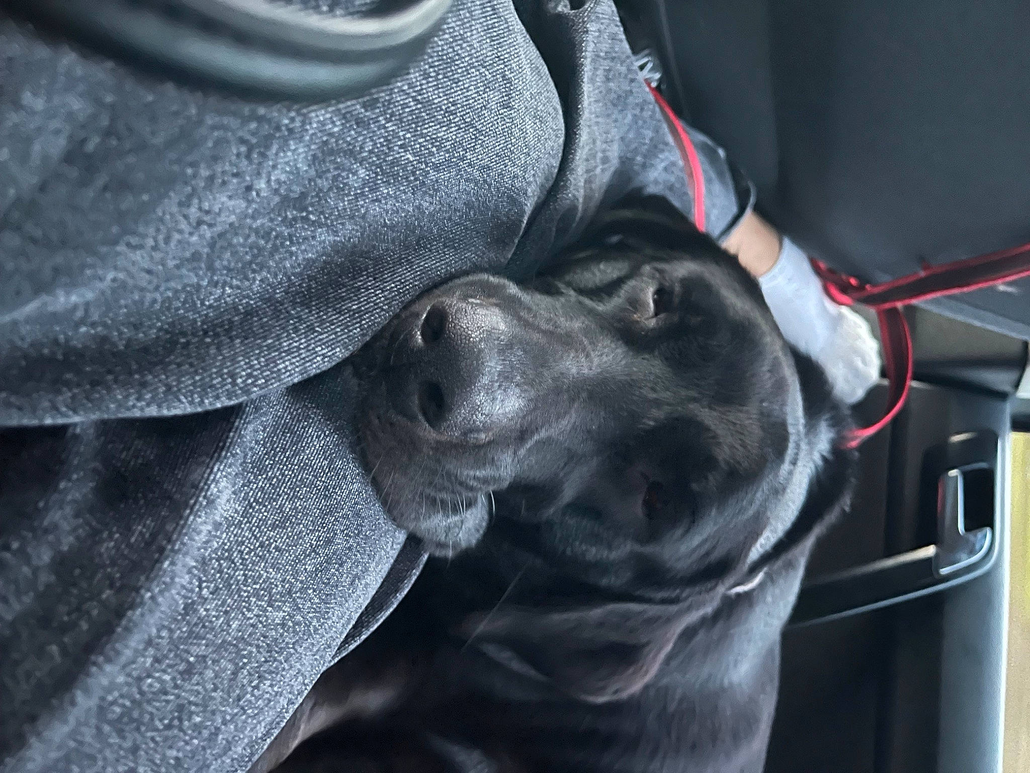 Raven participe au concours pour gagner de l'argent avec cette photo : auto_part, automotive_tire, automotive_wheel_system, carmine, carnivore, collar, comfort, companion_dog, denim, dog, dog_breed, electric_blue, fashion_accessory, fur, grey, personal_protective_equipment, sleeve, vehicle_door, working_animal