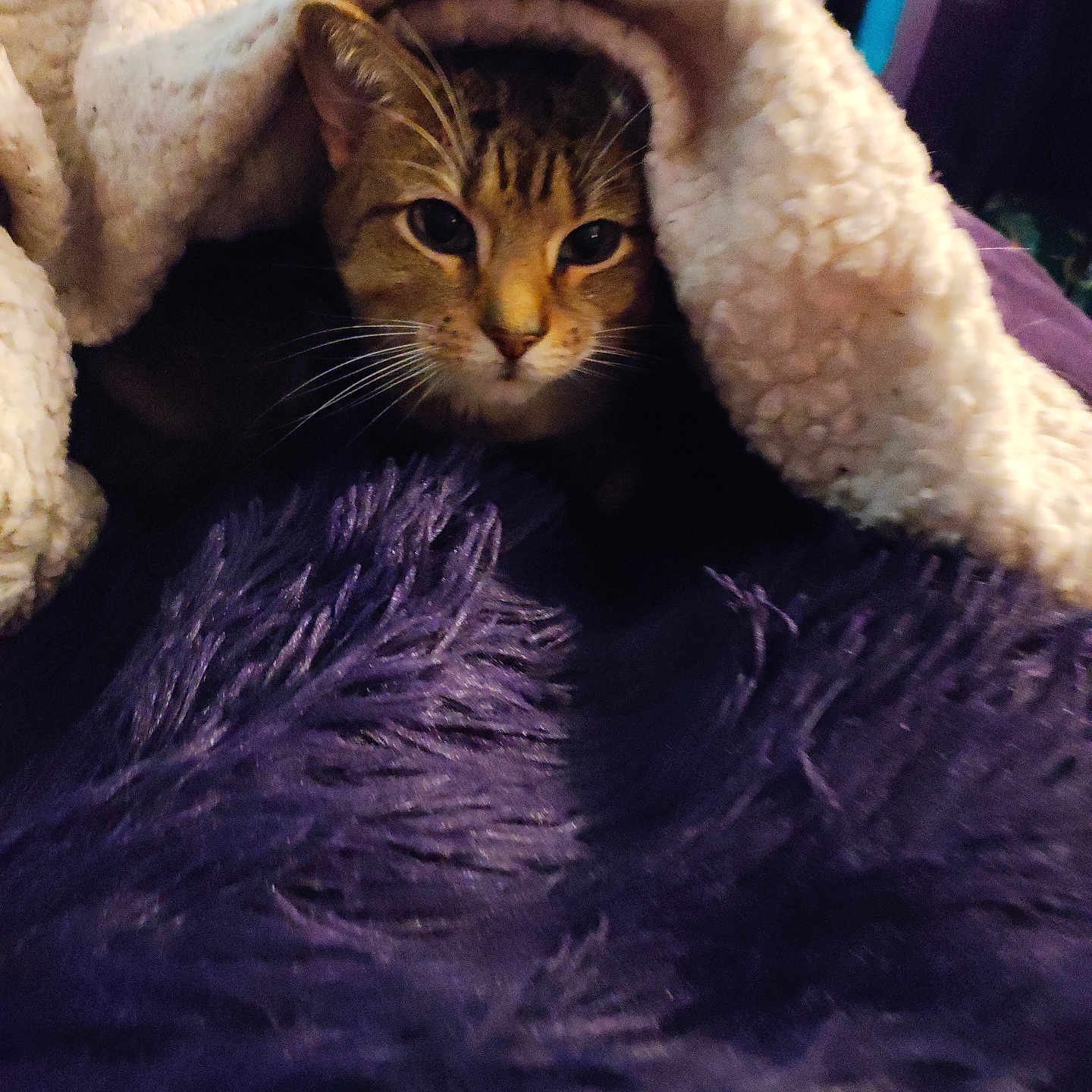 Bella is registered to the contest to win money with this photo: animal, bedroom, blanket, cat, closeup, cozy, cream, curious, cute, fur, furniture, indoor, pet, purple, resting, soft, tabby_cat, texture, warm, whiskers