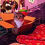Bella joined the competition — help win amazing prizes! animal, bedroom, blanket, box, cardboard_box, cat, cluttered_room, cozy, curious, cute, elf_hat, feline, floral_pattern, hat, holiday_costume, indoor, pet, purple_bed, red_blanket, soft_furniture
