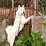dog, husky, white_dog, blue_eyes, leash, rusty_gate, greenery, plants, outdoor, standing, alert, curious, fence, nature, canine, pet, animal, garden, side_view, daylight