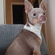 Babygirl is registered to the contest to win money with this photo: dog, small_dog, chihuahua, pet, indoor, couch, furniture, ears, alert, curious, brown_fur, white_fur, seated, looking_away, room, doorway, wall, house, domestic, companion