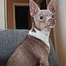dog, small_dog, chihuahua, pet, indoor, couch, furniture, ears, alert, curious, brown_fur, white_fur, seated, looking_away, room, doorway, wall, house, domestic, companion