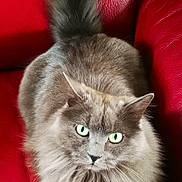 Tempête a rejoint le concours — aidez-le/la à gagner de superbes lots ! cat, gray_cat, fluffy, green_eyes, pet, animal, feline, sitting, red_couch, leather, indoor, closeup, fur, tail, whiskers, paws, cute, relaxed, domestic_cat, looking_up