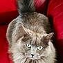 cat, gray_cat, fluffy, green_eyes, pet, animal, feline, sitting, red_couch, leather, indoor, closeup, fur, tail, whiskers, paws, cute, relaxed, domestic_cat, looking_up