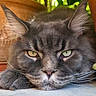animal, background, cat, close_up, cute, ears, face, feline, fur, gray_cat, indoors, nature, pet, plant, portrait, relaxed, resting, terracotta_pot, whiskers, yellow_eyes