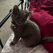 Pumpkin joined the competition — help win amazing prizes! animal, bed, bedspread, bell, blanket, carpet, cat, collar, cozy, curious, feline, floral_pattern, gray_cat, indoor, kitten, metal_bed_frame, pet, red_blanket, sitting, young_cat