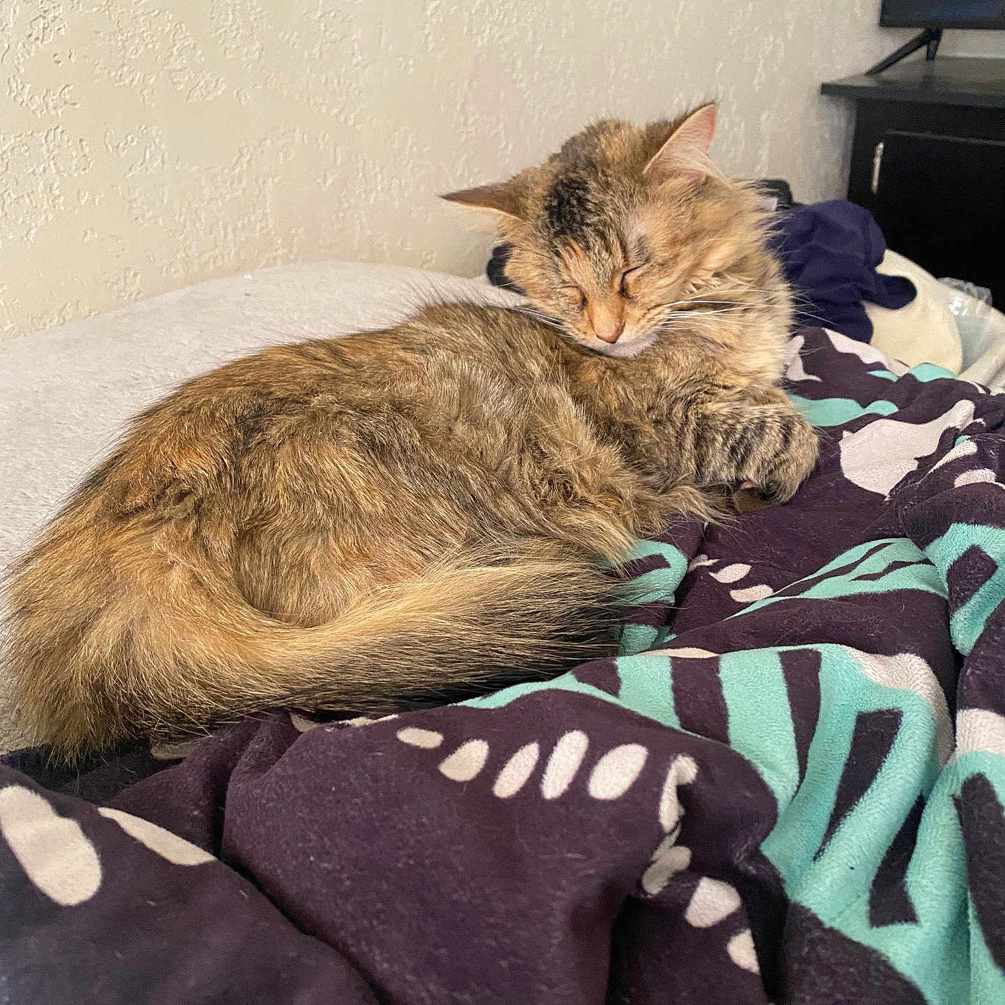 Little Missy joined the competition — help win amazing prizes! abyssinian, animal, bed, bedroom, blanket, cat, computerhardware, couch, electronics, furniture, hardware, indoors, kitten, laundry, manx, monitor, pet, quilt, room, screen