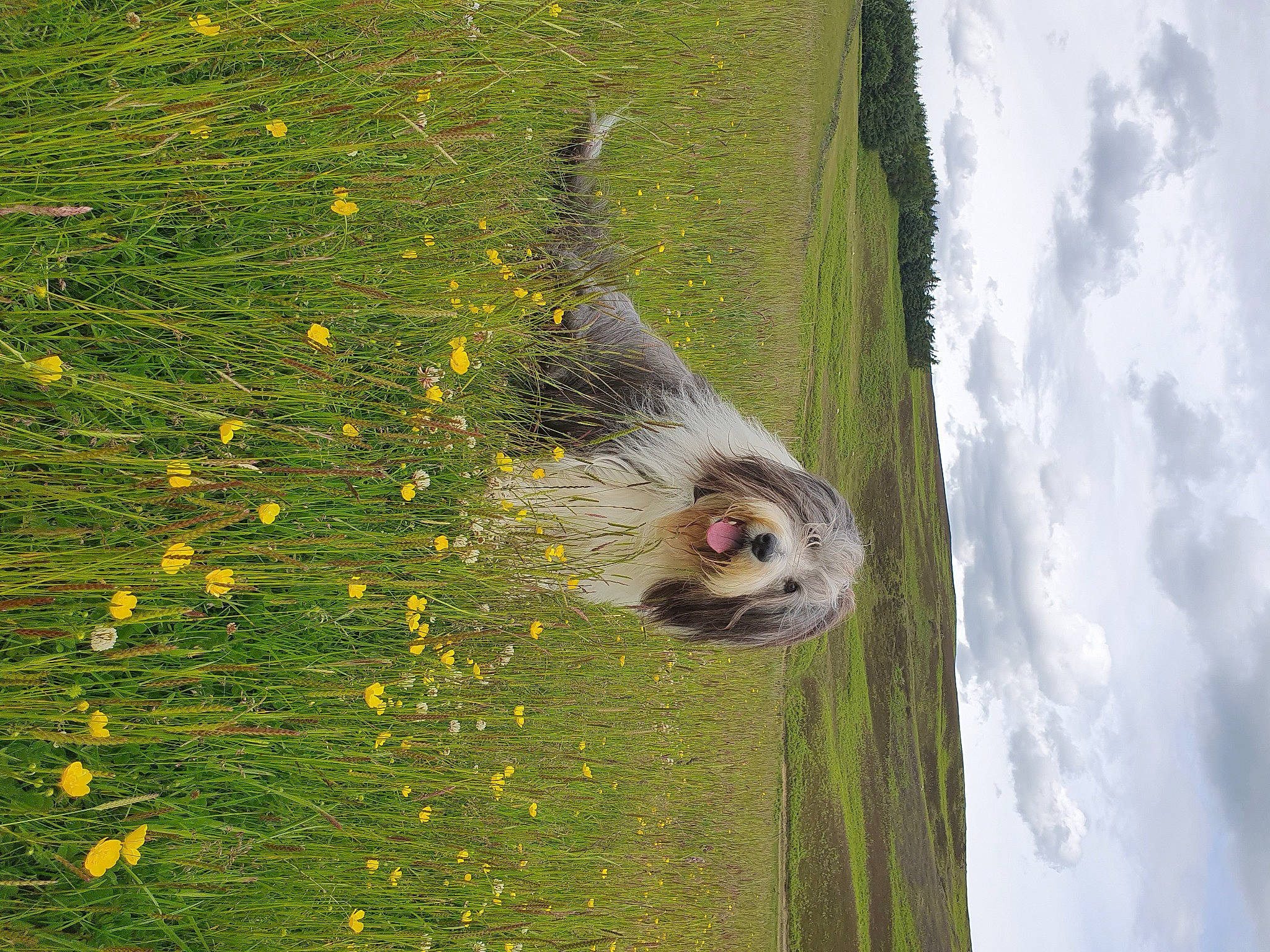 Nooka is registered to the contest to win money with this photo: beak, bearded_seal, bird_of_prey, cloud, flower, fur, grass, grassland, groundcover, owl, people_in_nature, plant, rodent, sky, tail, tree, water, whiskers, wildlife, wood