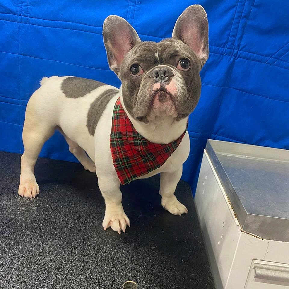 Snooze is registered to the contest to win money with this photo: animal, bostonbull, bulldog, canine, dog, dogbed, frenchbulldog, pet, pitbull, puppy