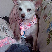 Ariba is registered to the contest to win money with this photo: dog, small_dog, white_fur, bandana, colorful_bandana, blanket, cushion, indoor, cozy, relaxed, pet, ears, sitting, close_up, comfort, fabric, pattern, animal, cute, resting