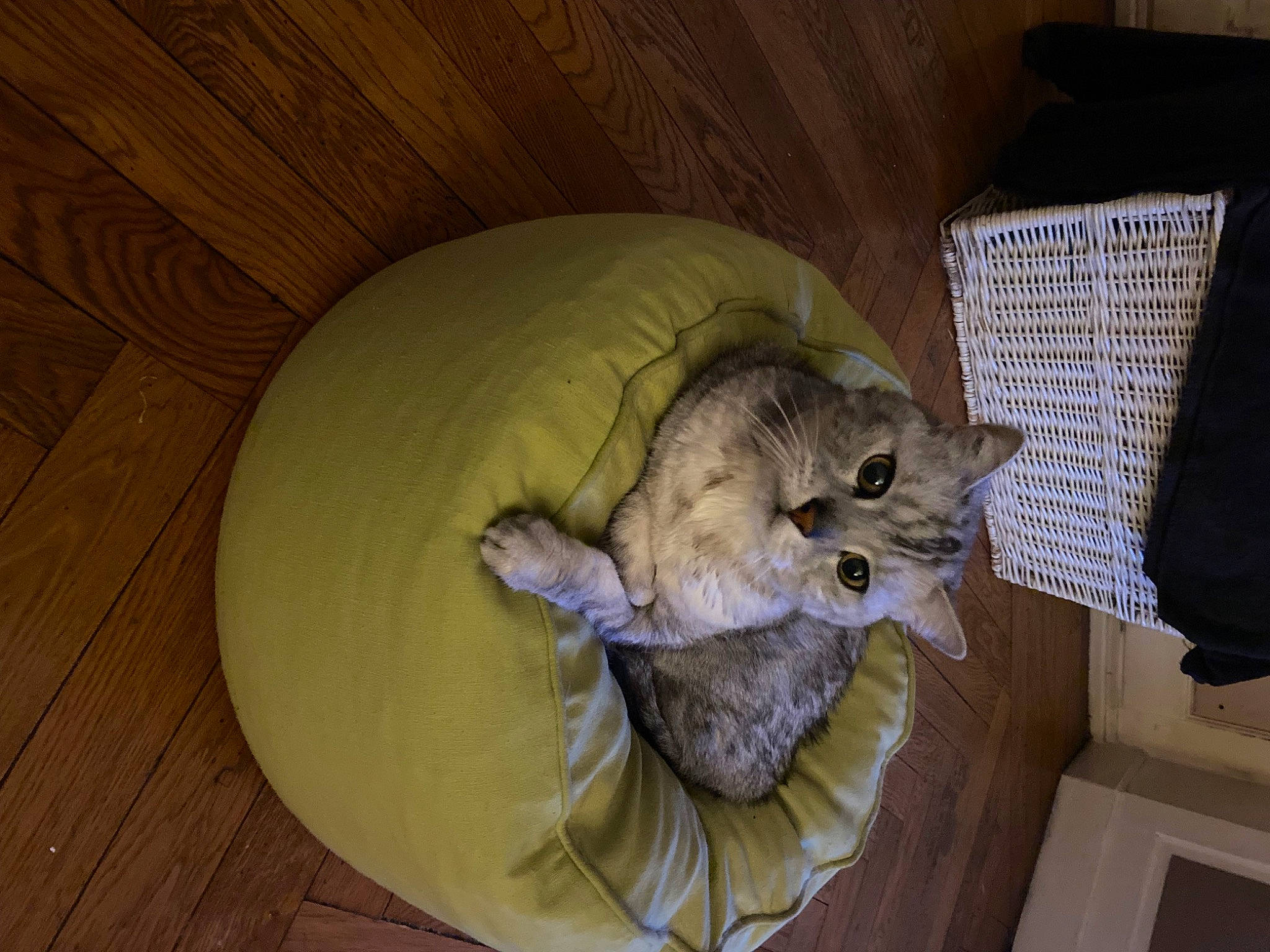 Diabolo participe au concours pour gagner de l'argent avec cette photo : carnivore, cat, cat_bed, cat_supply, chair, chinchilla, comfort, couch, domestic_short_haired_cat, felidae, fur, hardwood, nap, paw, small_to_medium_sized_cats, tail, whiskers, wood