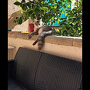 Mou a rejoint le concours — aidez-le/la à gagner de superbes lots ! cat, animal, pet, gray_cat, fluffy, outdoor, plant, green_leaves, sunlight, shadow, wall, window, blue_shutter, bench, woven_bench, relaxing, resting, nature, daylight, cozy