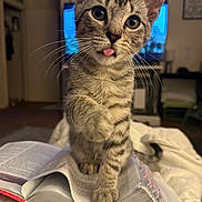Speedy is registered to the contest to win money with this photo: kitten, tabby, cat, paw, tongue, book, open_book, reading, indoor, cozy, curious, feline, pet, whiskers, soft_lighting, bed, blanket, home, closeup, cute