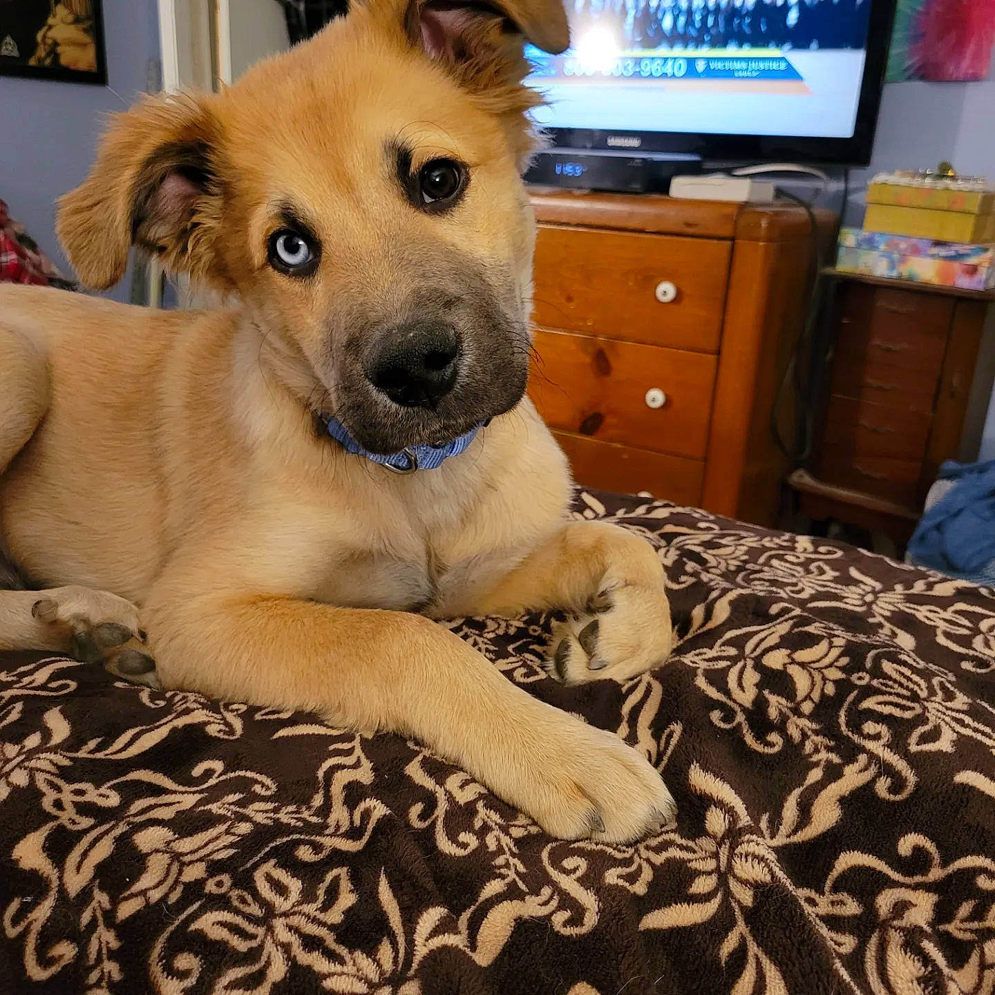 Odin Arcane Ashmore is registered to the contest to win money with this photo: cabinetry, carnivore, chest_of_drawers, collar, comfort, companion_dog, dog, dog_breed, door, drawer, fawn, flooring, fur, paw, picture_frame, snout, tail, television, whiskers, working_animal