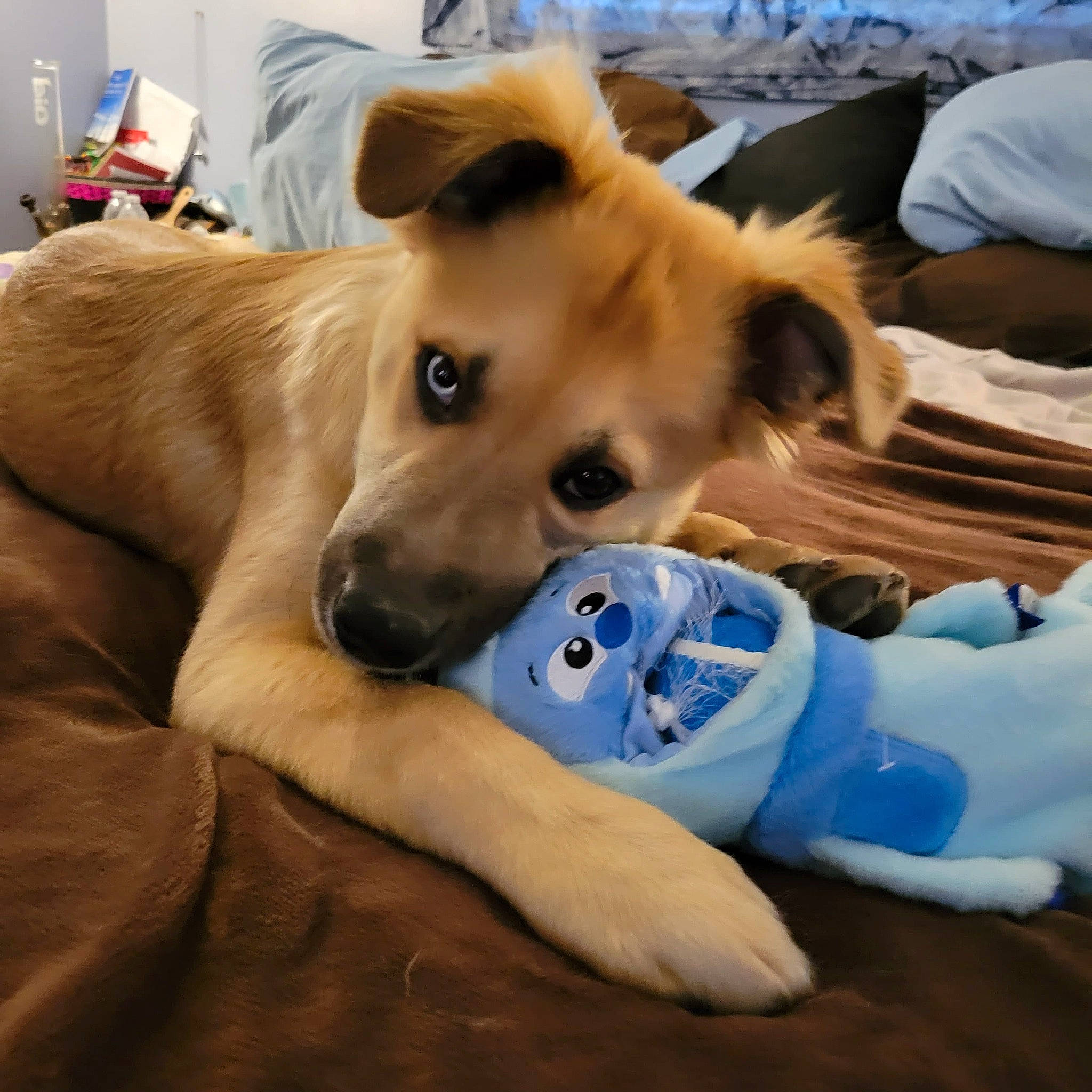 Odin Arcane Ashmore is registered to the contest to win money with this photo: canidae, carnivore, collar, comfort, companion_dog, dog, dog_breed, dog_collar, dog_supply, fawn, fur, non_sporting_group, paw, puppy, snout, spitz, sporting_group, toy_dog, whiskers, working_animal