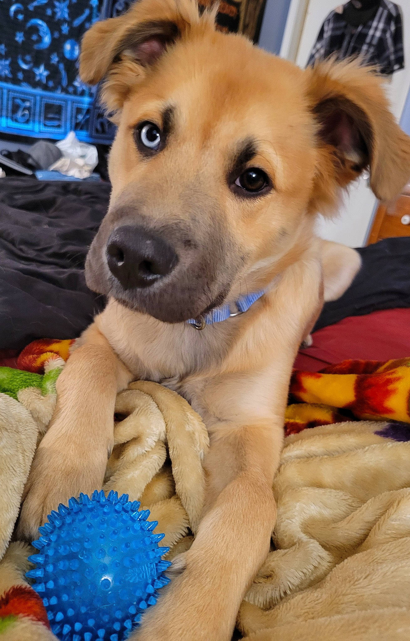 Odin Arcane Ashmore is registered to the contest to win money with this photo: blue, canidae, carnivore, collar, companion_dog, dog, dog_breed, dog_collar, electric_blue, fawn, fur, guard_dog, happy, paw, photo_caption, snout, sporting_group, whiskers, working_animal, working_dog