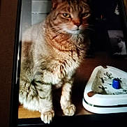 Klara is registered to the contest to win money with this photo: animal, background, brown, cat, closeup, curious, domestic_cat, ears, feline, fur, household, indoor, looking, paws, pet_toy, sitting, striped, tabby, whiskers, wooden_surface