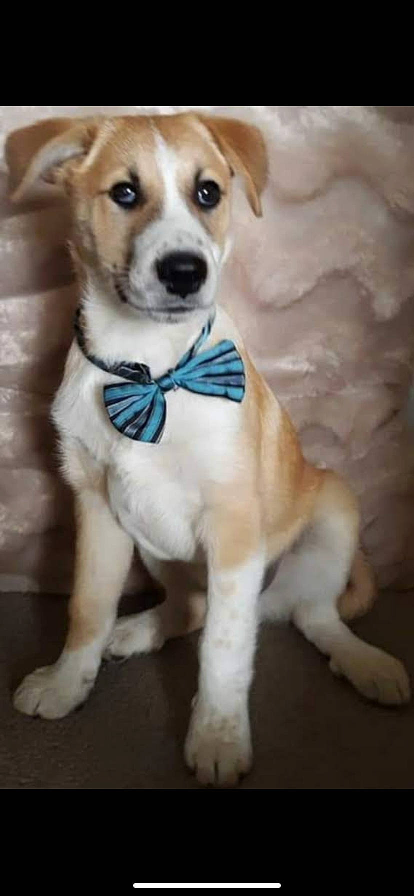 Bear joined the competition — help win amazing prizes! ancient_dog_breeds, canidae, carnivore, carolina_dog, companion_dog, dog, dog_breed, fawn, feist, mammal, miniature_fox_terrier, parson_russell_terrier, potcake_dog, puppy, rare_breed_dog, russell_terrier, snout, sporting_group, vertebrate, whiskers