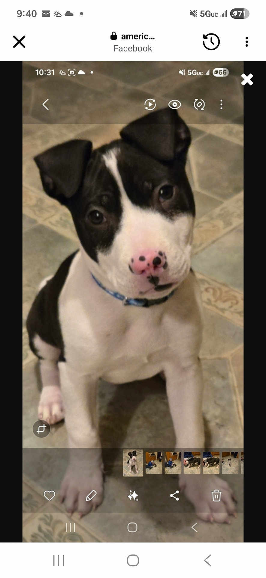 Hank joined the competition — help win amazing prizes! puppy, dog, black_and_white, pet, floor, tile, collar, sitting, cute, animal, indoor, young, canine, portrait, looking_up, ears, nose, paw, domestic_animal, companion
