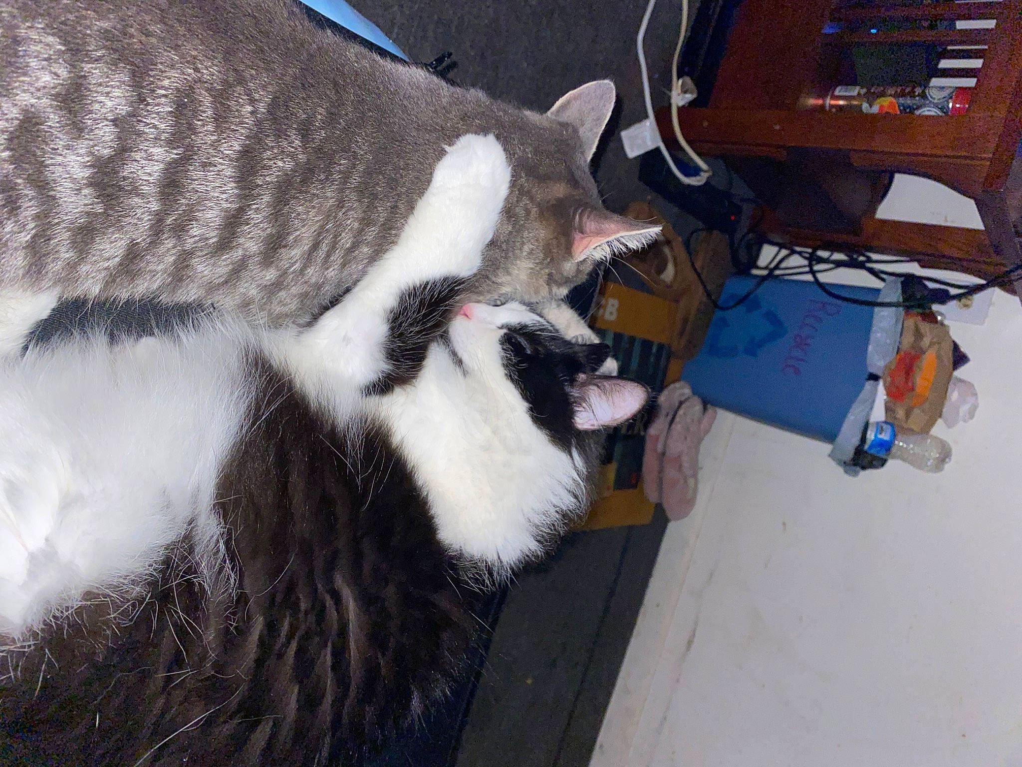 Doja joined the competition — help win amazing prizes! automotive_tire, canidae, carnivore, cat, claw, collar, comfort, dog_breed, domestic_short_haired_cat, felidae, fur, paw, small_to_medium_sized_cats, snout, tail, terrestrial_animal, thread, whiskers, wool, woolen