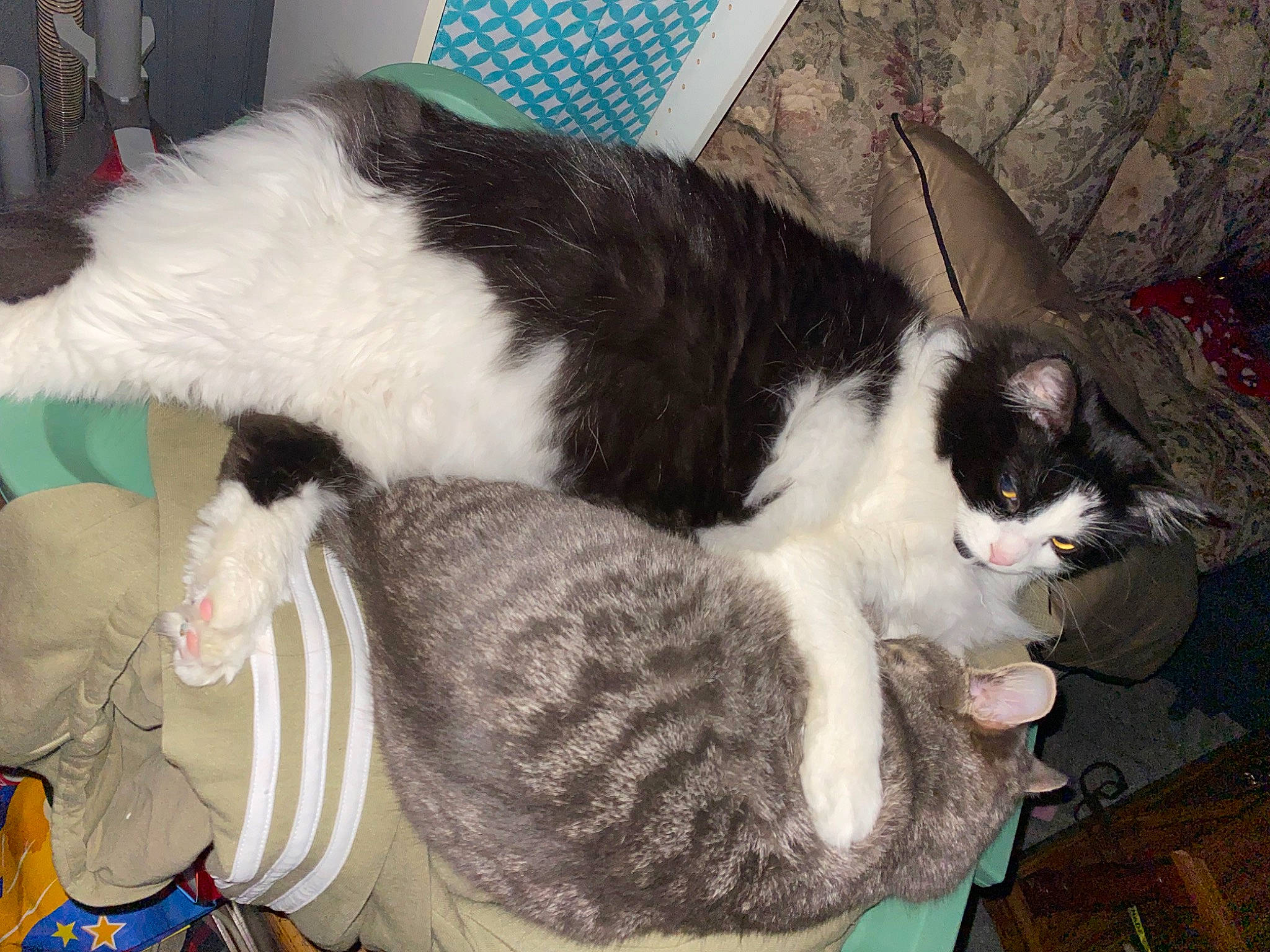 Doja is registered to the contest to win money with this photo: carnivore, cat, cat_supply, claw, comfort, domestic_short_haired_cat, felidae, foot, fur, lap, nap, paw, small_to_medium_sized_cats, snout, tail, terrestrial_animal, whiskers