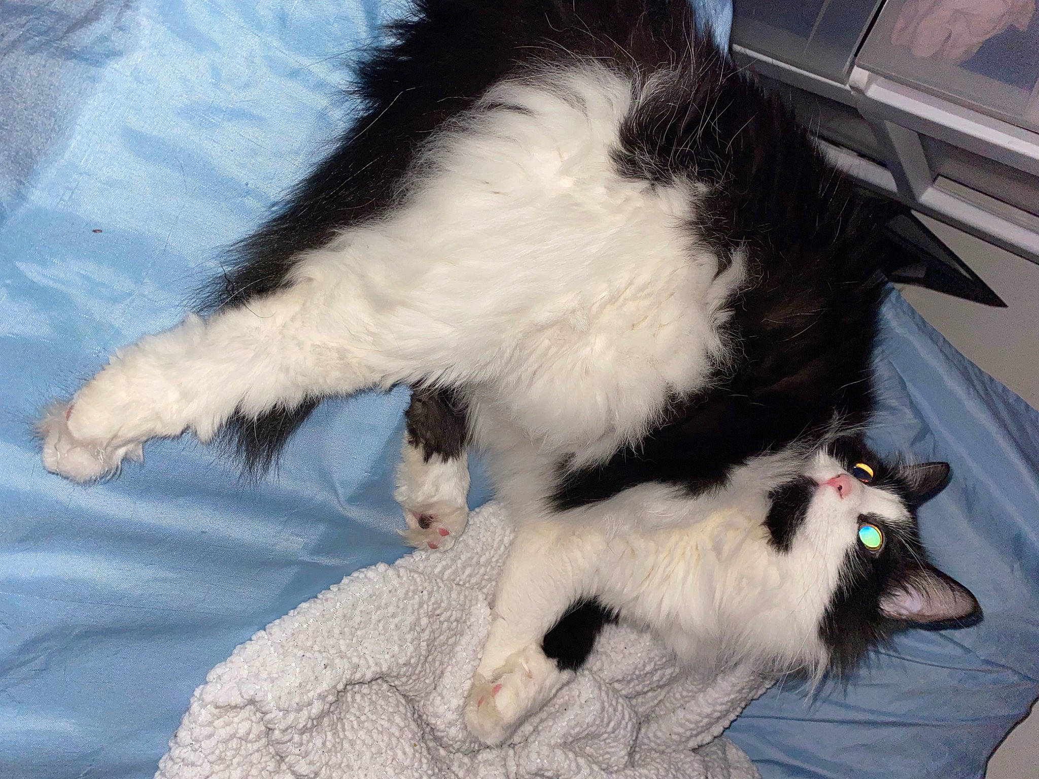 Doja is registered to the contest to win money with this photo: canidae, carnivore, cat, claw, dog_breed, domestic_short_haired_cat, felidae, foot, fur, paw, small_to_medium_sized_cats, snout, sporting_group, tail, whiskers