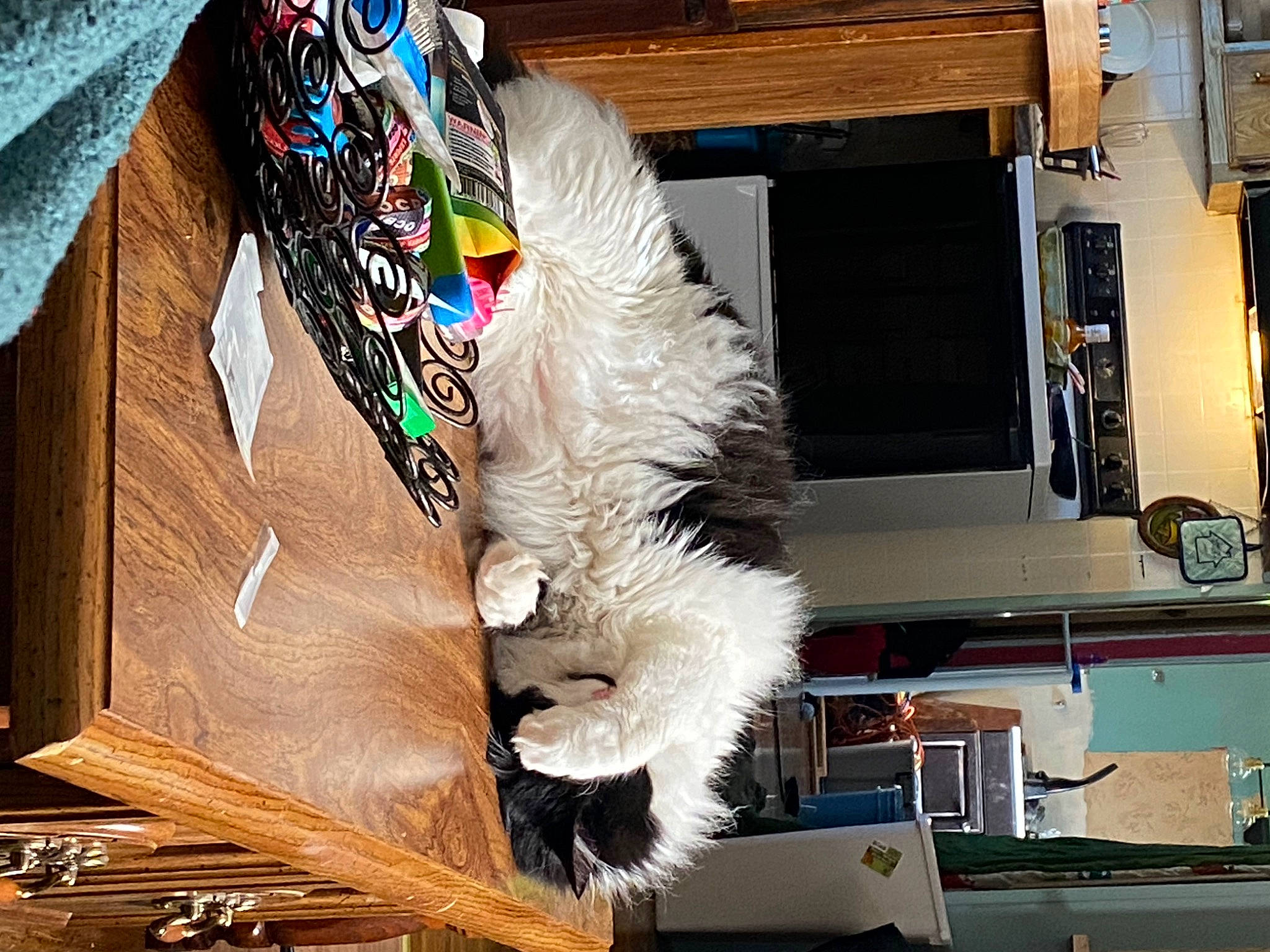 Doja joined the competition — help win amazing prizes! animal_product, cap, costume, fashion_accessory, fashion_design, feather, fur, fur_clothing, hat, natural_material, room, sleeve, tie, wood