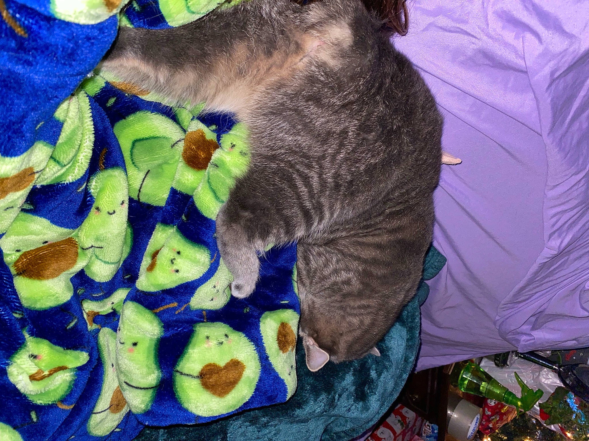 Molly is registered to the contest to win money with this photo: canidae, carnivore, cat, comfort_food, domestic_short_haired_cat, felidae, fur, grass, organism, pattern, plant, purple, recipe, small_to_medium_sized_cats, tail, vegetable, whiskers