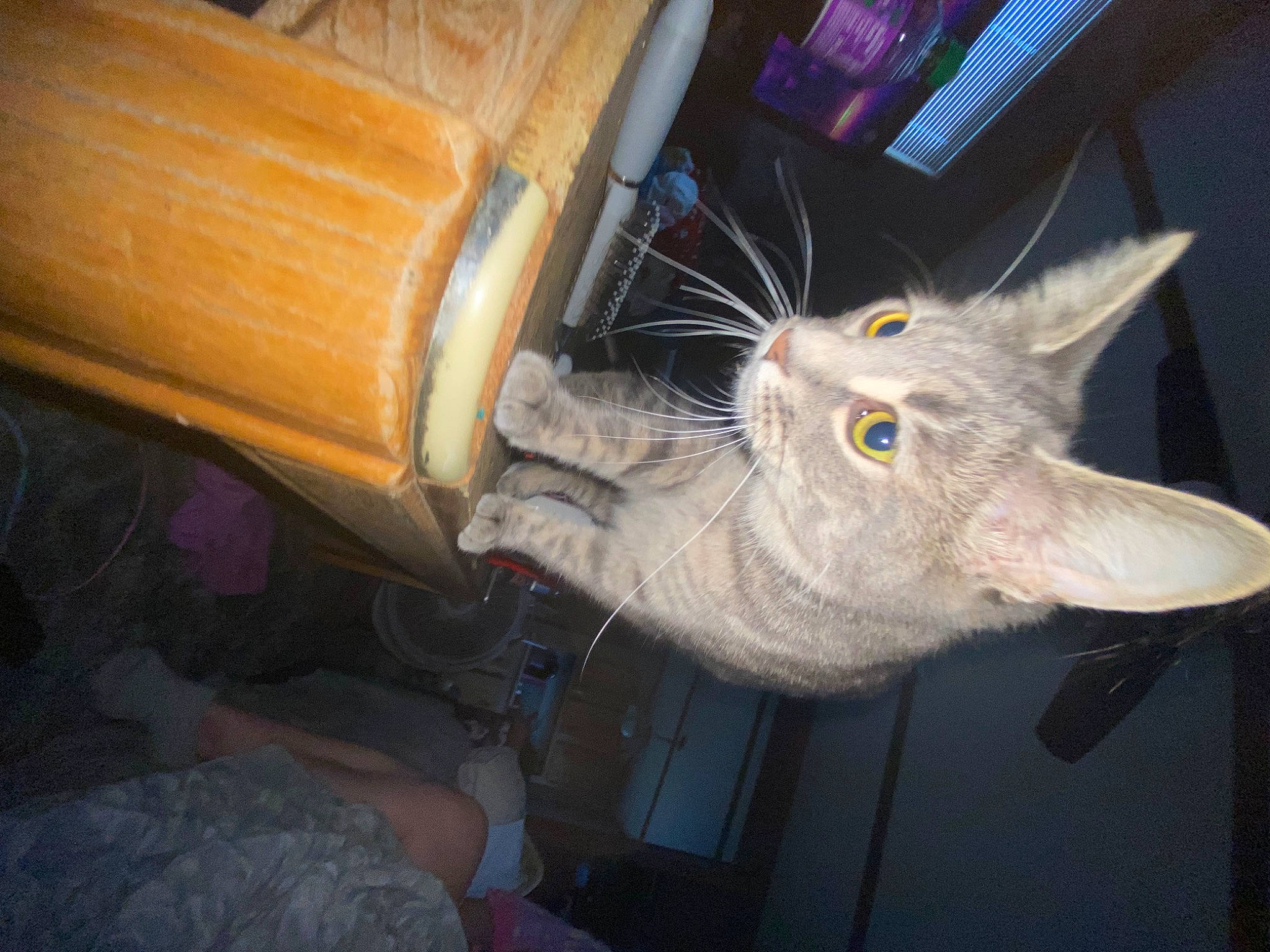 Molly is registered to the contest to win money with this photo: carnivore, cat, claw, domestic_short_haired_cat, electrical_wiring, felidae, flooring, fur, hardwood, machine, paw, russian_blue, small_to_medium_sized_cats, tail, thread, whiskers, wire, wood, wood_stain, wool