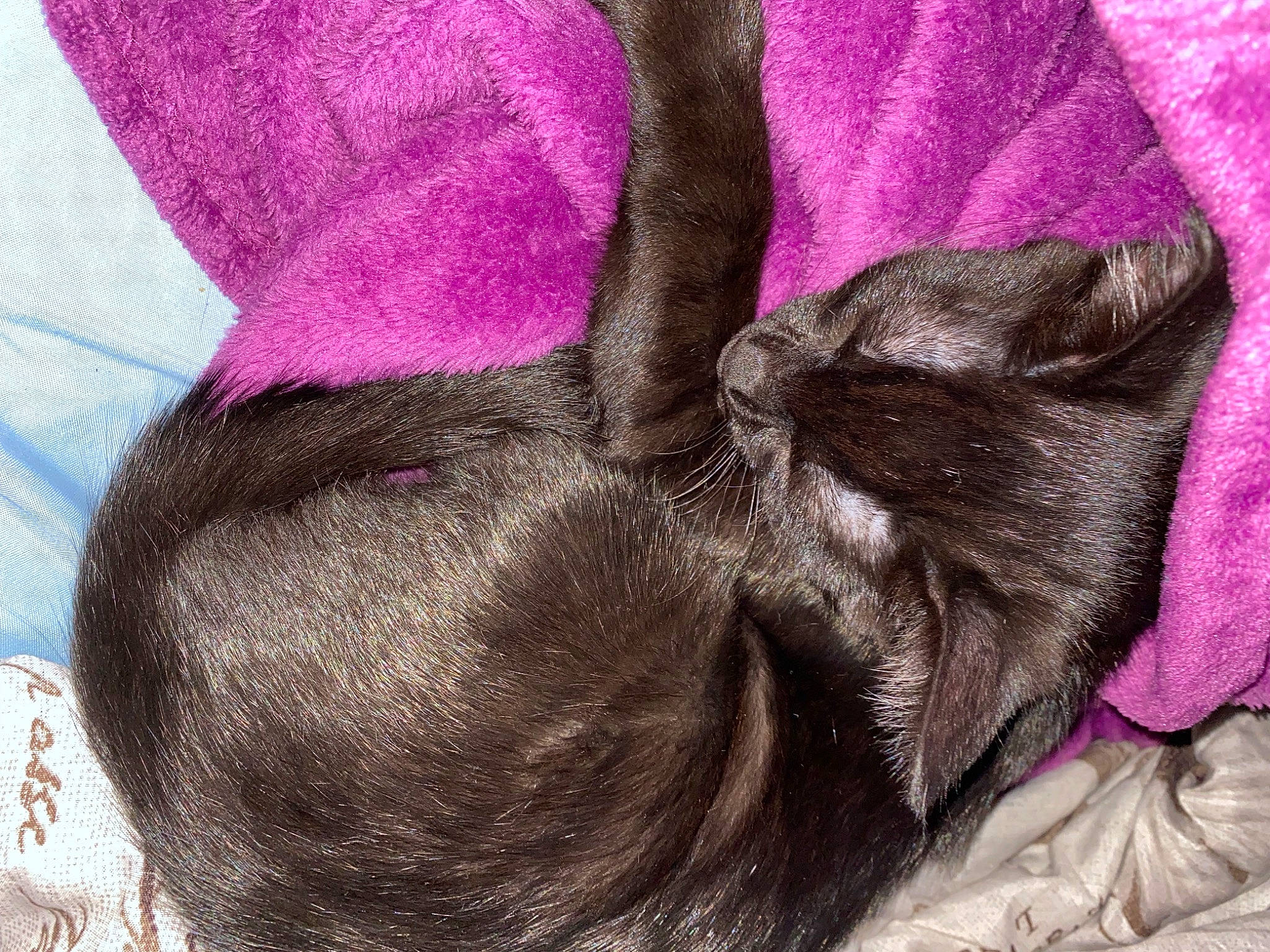 Uno joined the competition — help win amazing prizes! carnivore, cat, comfort, companion_dog, dog_breed, fawn, felidae, fur, gesture, human_leg, linens, liver, magenta, pattern, pink, purple, small_to_medium_sized_cats, tail, textile, whiskers