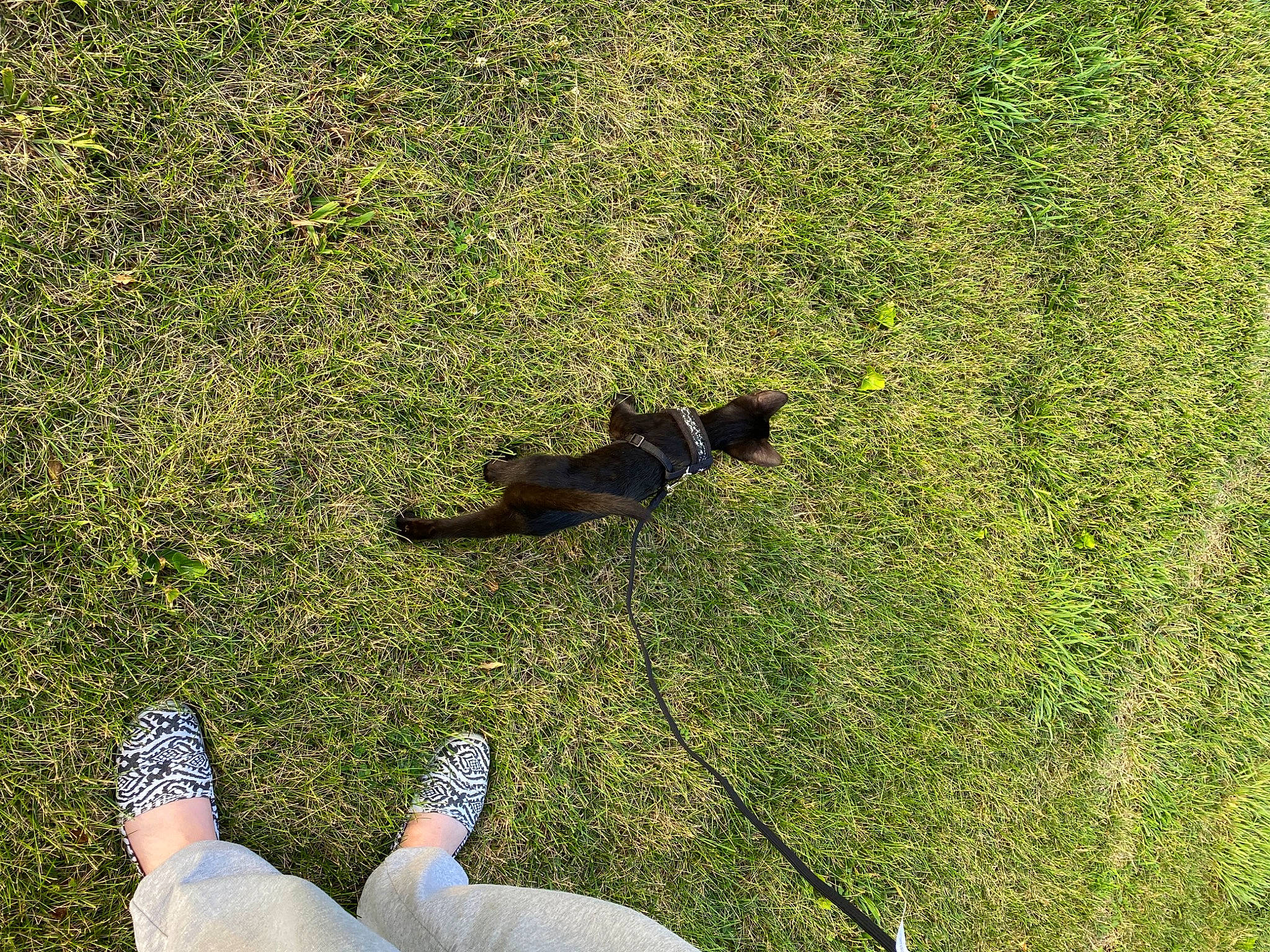 Uno is registered to the contest to win money with this photo: barefoot, dog_breed, flooring, foot, gesture, grass, grass_family, grassland, groundcover, human_leg, landscape, lawn, leaf, meadow, natural_environment, nature, people_in_nature, plant, tail, vegetation