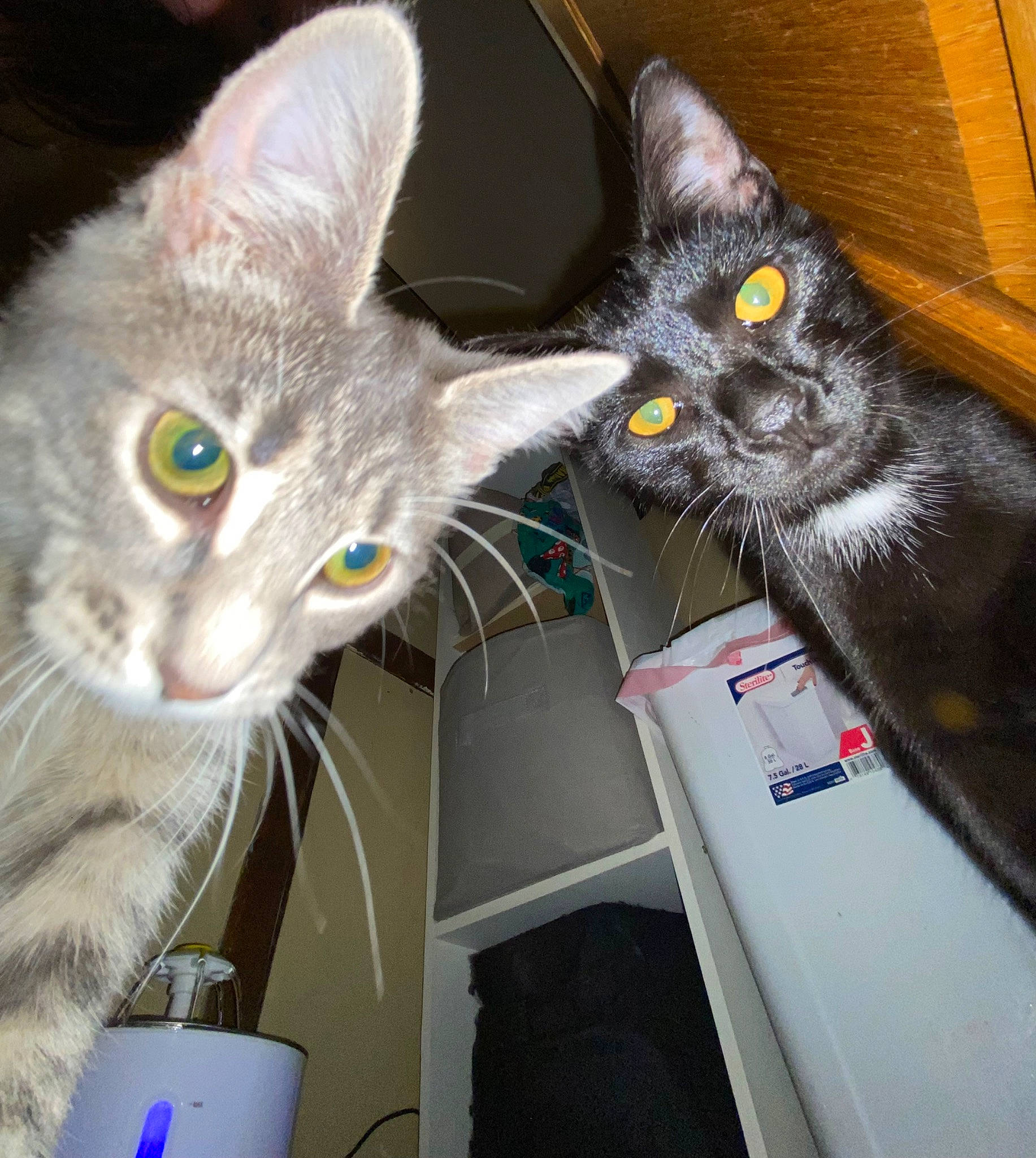 Uno is registered to the contest to win money with this photo: box, cardboard, carnivore, cat, cat_toy, comfort, domestic_short_haired_cat, felidae, fur, paw, small_to_medium_sized_cats, snout, tail, whiskers, window